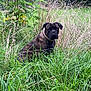 animal, brindle, canine, collar, daylight, dog, ears, fence, field, fur, grass, greenery, nature, outdoor, plant, portrait, sitting, stoic, summer, wild_grass