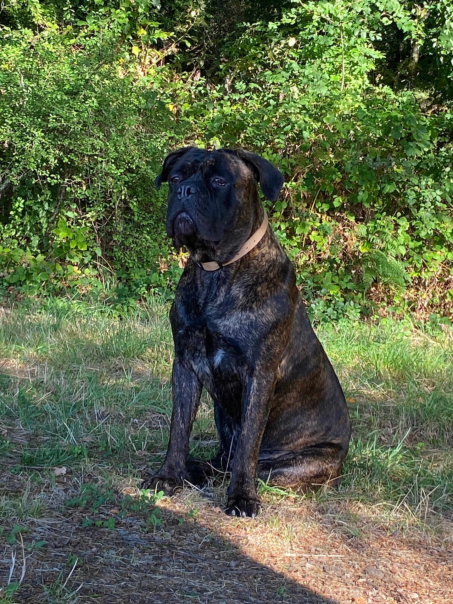 Vagabond a rejoint le concours — aidez-le/la à gagner de superbes lots ! dog, brindle, sitting, outdoor, grass, nature, foliage, sunlight, collar, canine, pet, animal, quiet, alert, daylight, shadow, greenery, muzzle, ears, portrait