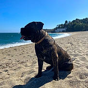 Vagabond a rejoint le concours — aidez-le/la à gagner de superbes lots ! dog, beach, sand, ocean, sky, sunny, collar, brindle, pet, animal, outdoor, nature, water, coast, shoreline, canine, daytime, relaxing, tongue_out, sitting