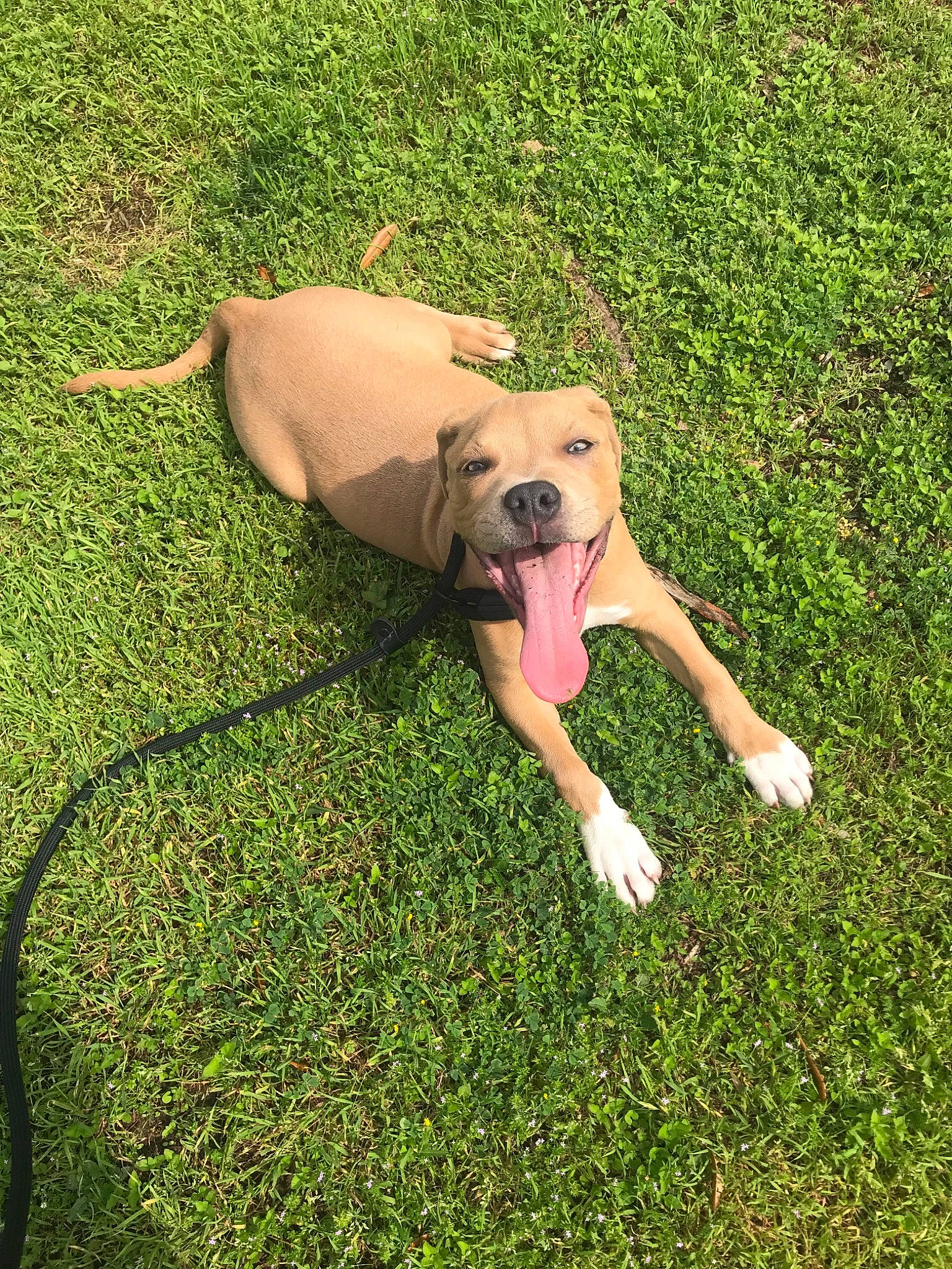 Hiccup joined the competition — help win amazing prizes! canidae, carnivore, companion_dog, dog, dog_breed, fawn, grass, grass_family, green, italian_greyhound, lawn, meadow, non_sporting_group, plant, summer
