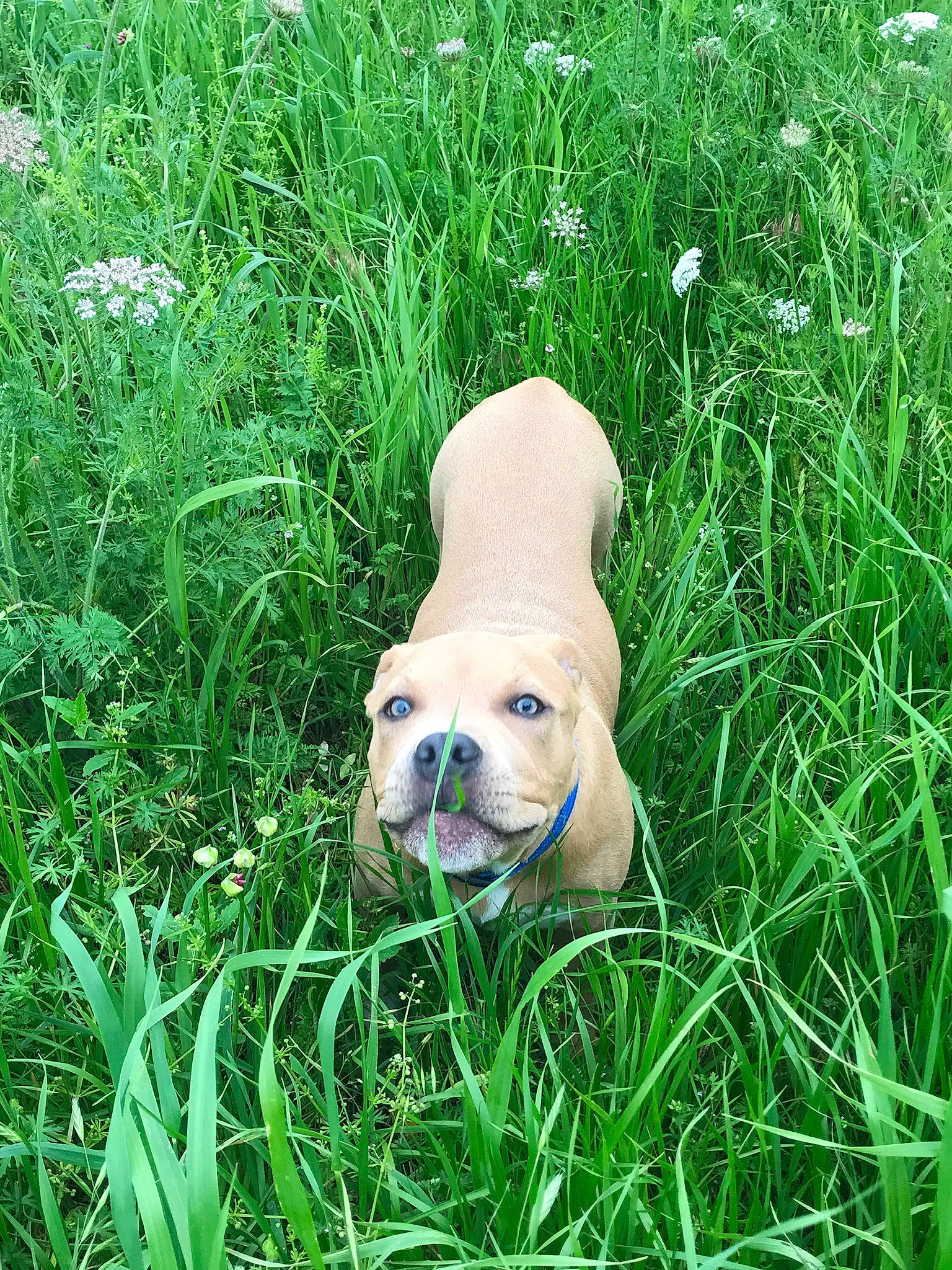 Hiccup is registered to the contest to win money with this photo: bulldog, canidae, carnivore, companion_dog, dog, dog_breed, fawn, grass, grass_family, green, non_sporting_group, plant, puggle, puppy, snout