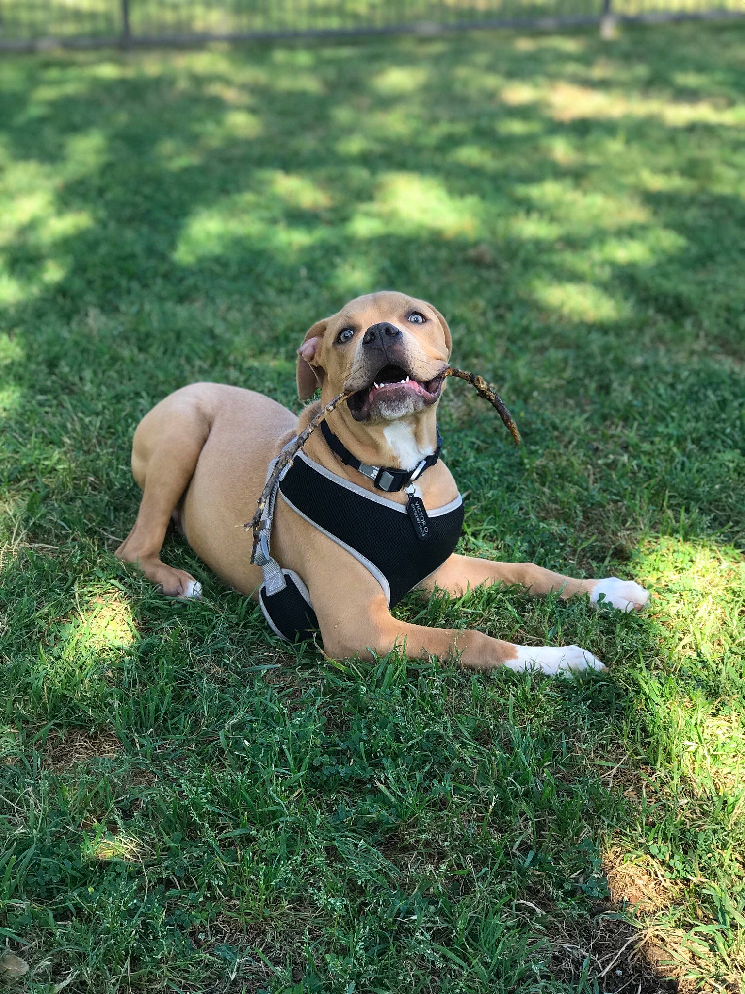 Hiccup joined the competition — help win amazing prizes! black_mouth_cur, broholmer, canidae, carnivore, companion_dog, dog, dog_breed, fawn, grass, hunting_dog, lawn, leash, plant, puggle, snout, sporting_group