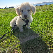 Louie is registered to the contest to win money with this photo: puppy, dog, grass, outdoor, leash, harness, sunlight, sky, water, rocks, scenic, pet, animal, cute, nature, greenery, daytime, adorable, small_dog, park