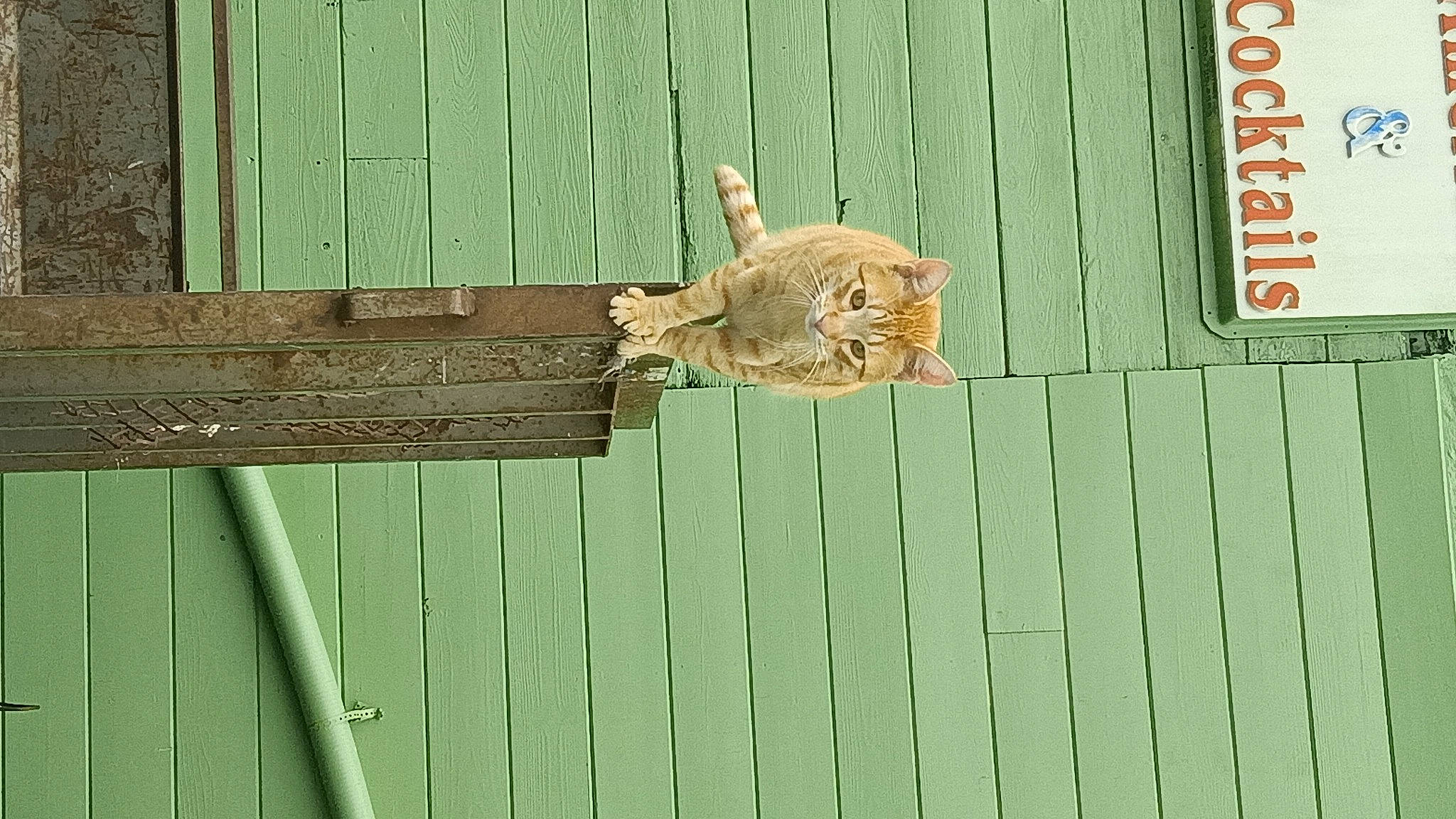 Toddy joined the competition — help win amazing prizes! art, carnivore, cat, fawn, felidae, grass, hardwood, line, lumber, metal, pattern, plank, rectangle, siding, small_to_medium_sized_cats, tail, twig, wall, wood, wood_stain