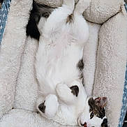 Safille is registered to the contest to win money with this photo: animal, cat, closeup, comfort, cozy, cute, domestic_cat, fluffy, fur, indoor, lying_down, paws, pet_bed, portrait, relaxed, resting, sleepy, soft, tabby, white