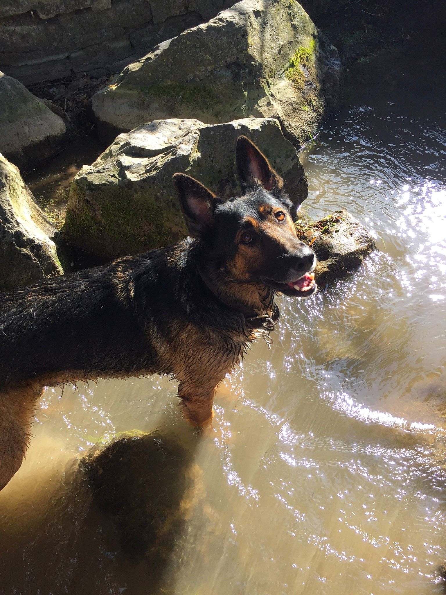 Luffy participe au concours pour gagner de l'argent avec cette photo : canidae, carnivore, dog, dog_breed, east_european_shepherd, king_shepherd, lancashire_heeler, water, working_dog