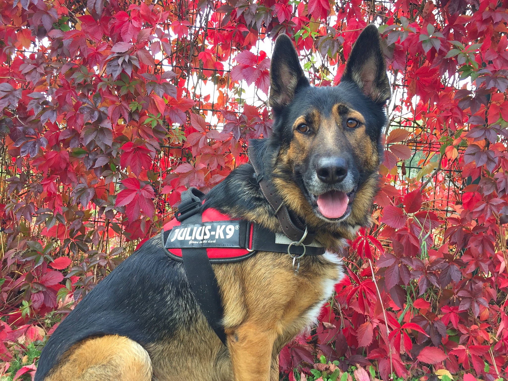 Luffy participe au concours pour gagner de l'argent avec cette photo : bohemian_shepherd, canidae, carnivore, dog, dog_breed, east_european_shepherd, fawn, german_shepherd_dog, king_shepherd, kunming_wolfdog, mammal, old_german_shepherd_dog, plant, police_dog, rare_breed_dog, shiloh_shepherd_dog, snout, vertebrate, working_dog