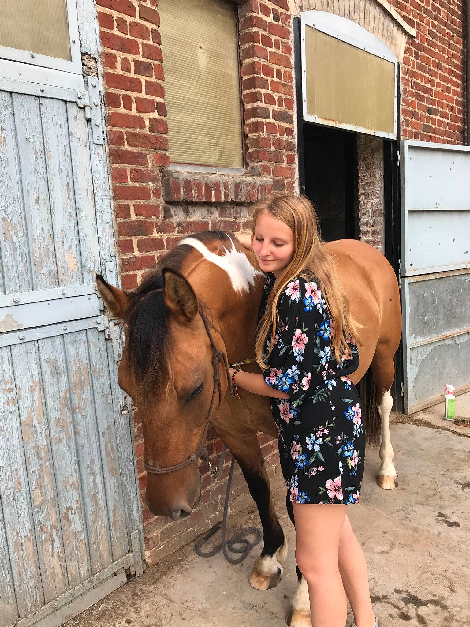 Havane a rejoint le concours — aidez-le/la à gagner de superbes lots ! bridle, fawn, halter, horse, horse_grooming, horse_supplies, horse_tack, livestock, mammal, mane, mare, pack_animal, rein, stable, working_animal