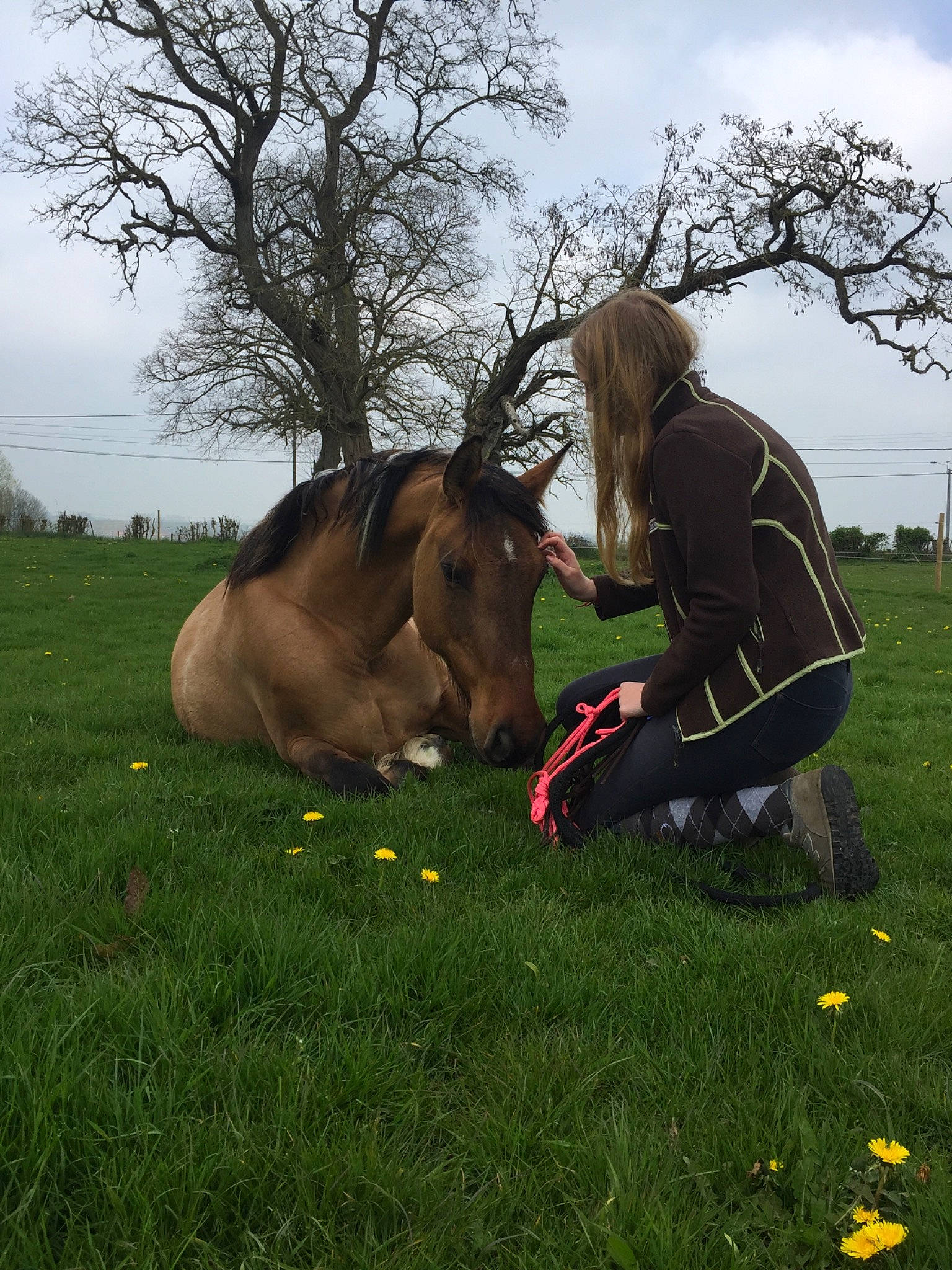 Havane participe au concours pour gagner de l'argent avec cette photo : bridle, grass, grassland, grazing, horse, horse_supplies, livestock, mane, mare, meadow, pasture, photography, plant, tree
