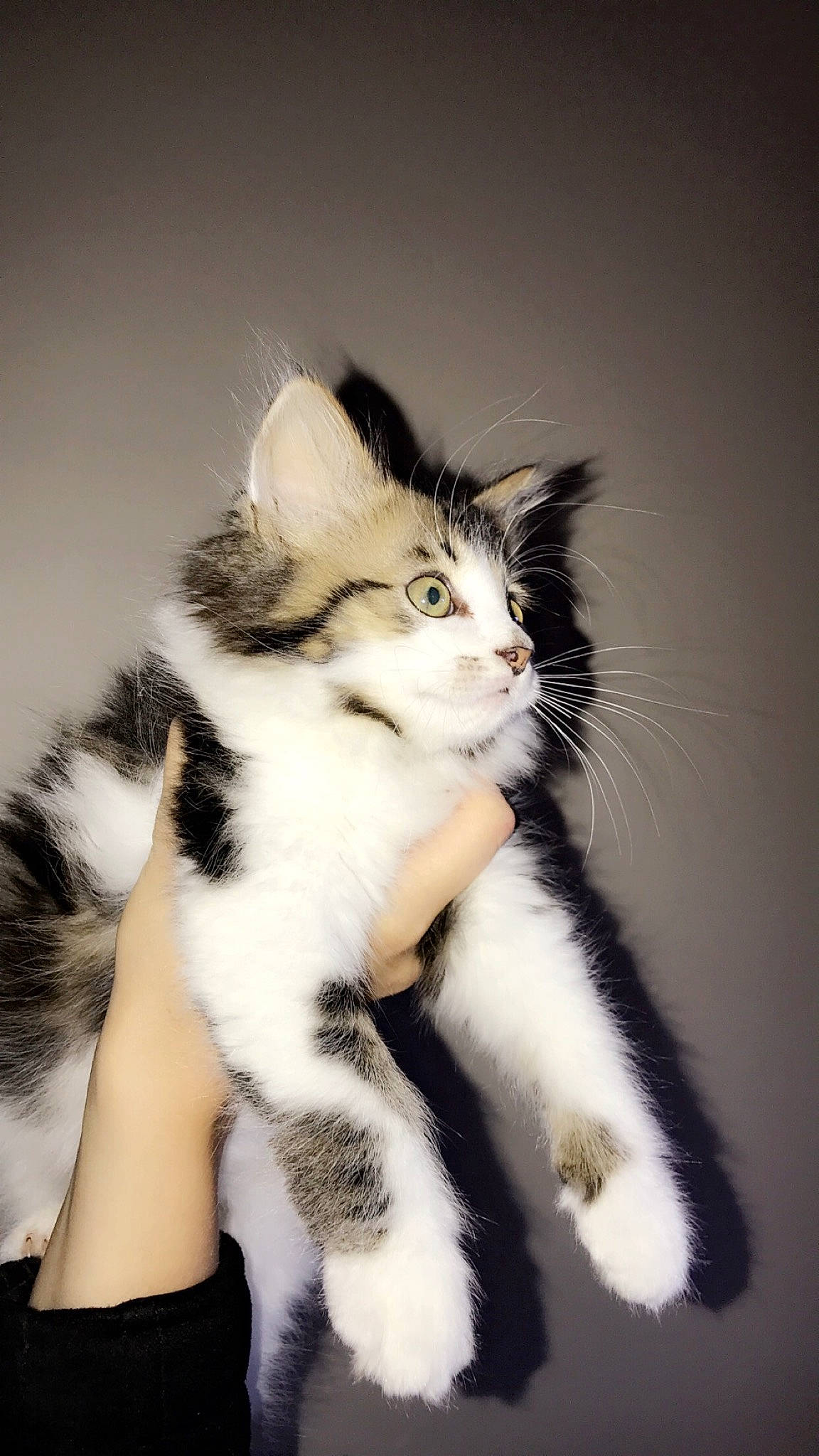 Pumba a rejoint le concours — aidez-le/la à gagner de superbes lots ! american_curl, american_wirehair, black_and_white, carnivore, cat, domestic_short_haired_cat, felidae, fur, kitten, mammal, norwegian_forest_cat, paw, polydactyl_cat, small_to_medium_sized_cats, tail, whiskers