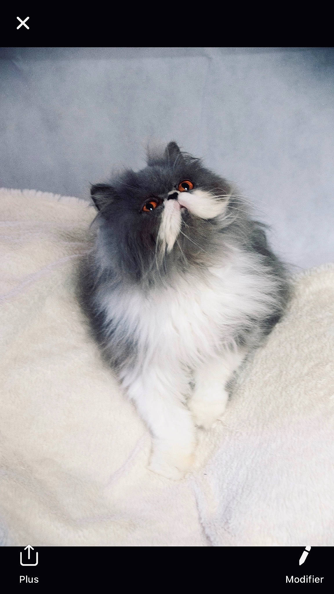 Moustache a rejoint le concours — aidez-le/la à gagner de superbes lots ! british_longhair, carnivore, cat, domestic_long_haired_cat, felidae, fur, kitten, mammal, norwegian_forest_cat, persian, small_to_medium_sized_cats, whiskers