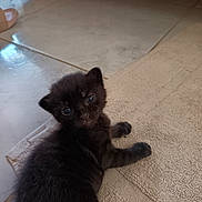 Mini Cœur participe au concours pour gagner de l'argent avec cette photo : kitten, black_cat, pet, indoor, floor, mat, curious, small, young, animal, feline, cute, fur, whiskers, closeup, looking, resting, domestic, household, tile_floor