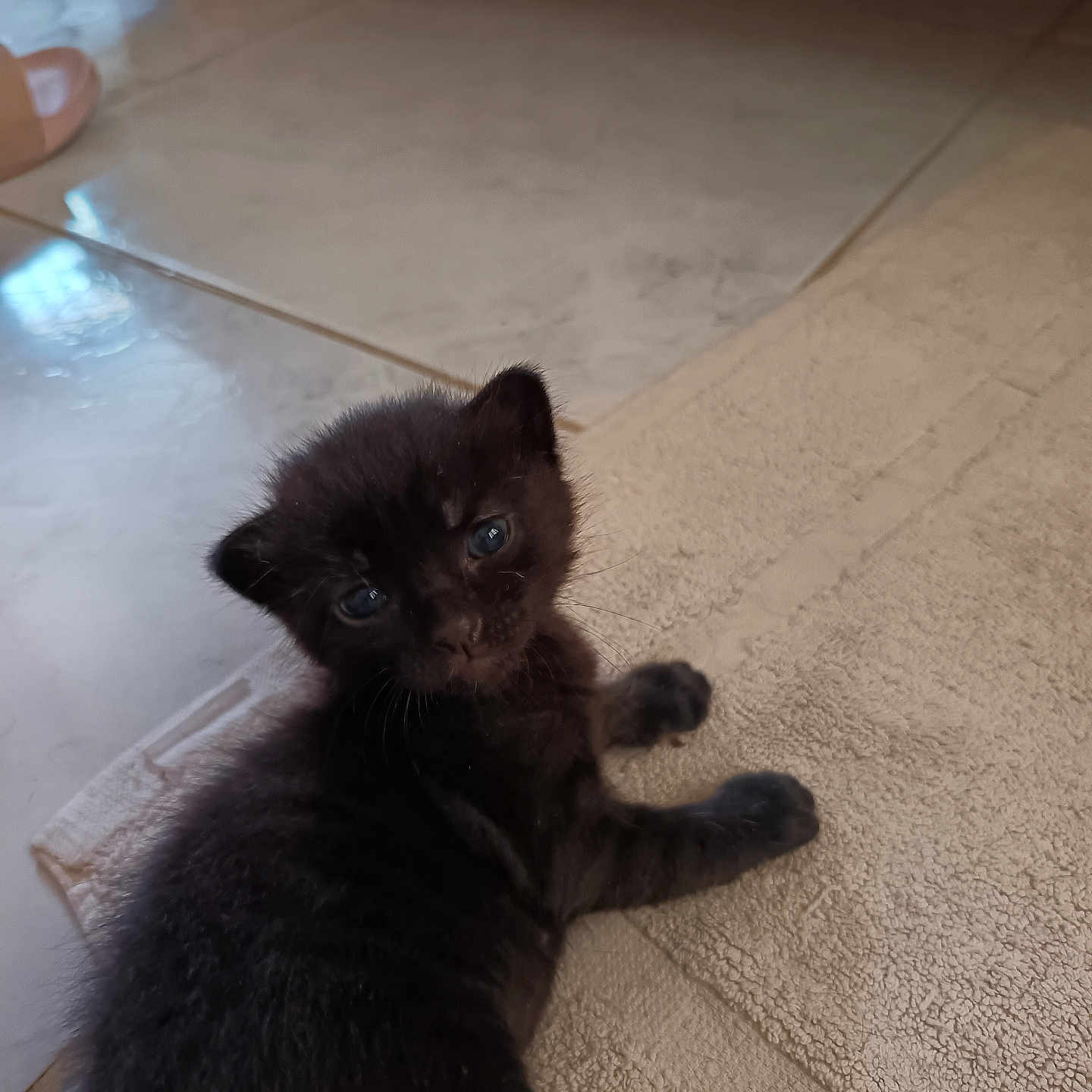 Mini Cœur participe au concours pour gagner de l'argent avec cette photo : animal, black_cat, closeup, curious, cute, domestic, feline, floor, fur, household, indoor, kitten, looking, mat, pet, resting, small, tile_floor, whiskers, young