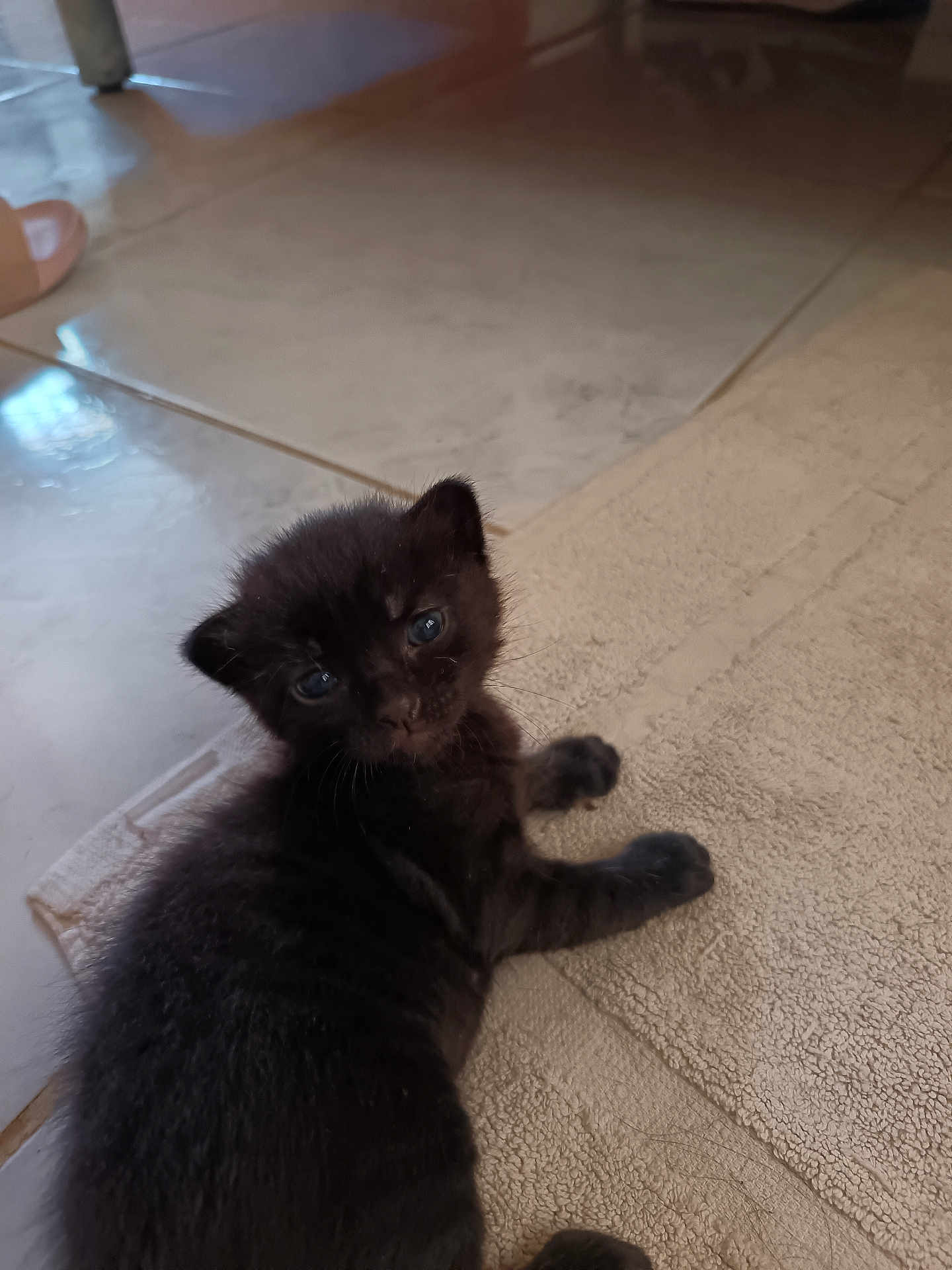Mini Cœur participe au concours pour gagner de l'argent avec cette photo : kitten, black_cat, pet, indoor, floor, mat, curious, small, young, animal, feline, cute, fur, whiskers, closeup, looking, resting, domestic, household, tile_floor