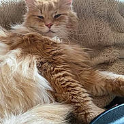 Eric is registered to the contest to win money with this photo: cat, ginger_cat, fluffy, indoor, blanket, relaxed, furry, pet, resting, fur, cozy, closeup, animal, cute, mammal, sleepy, domestic_cat, whiskers, soft, comfortable