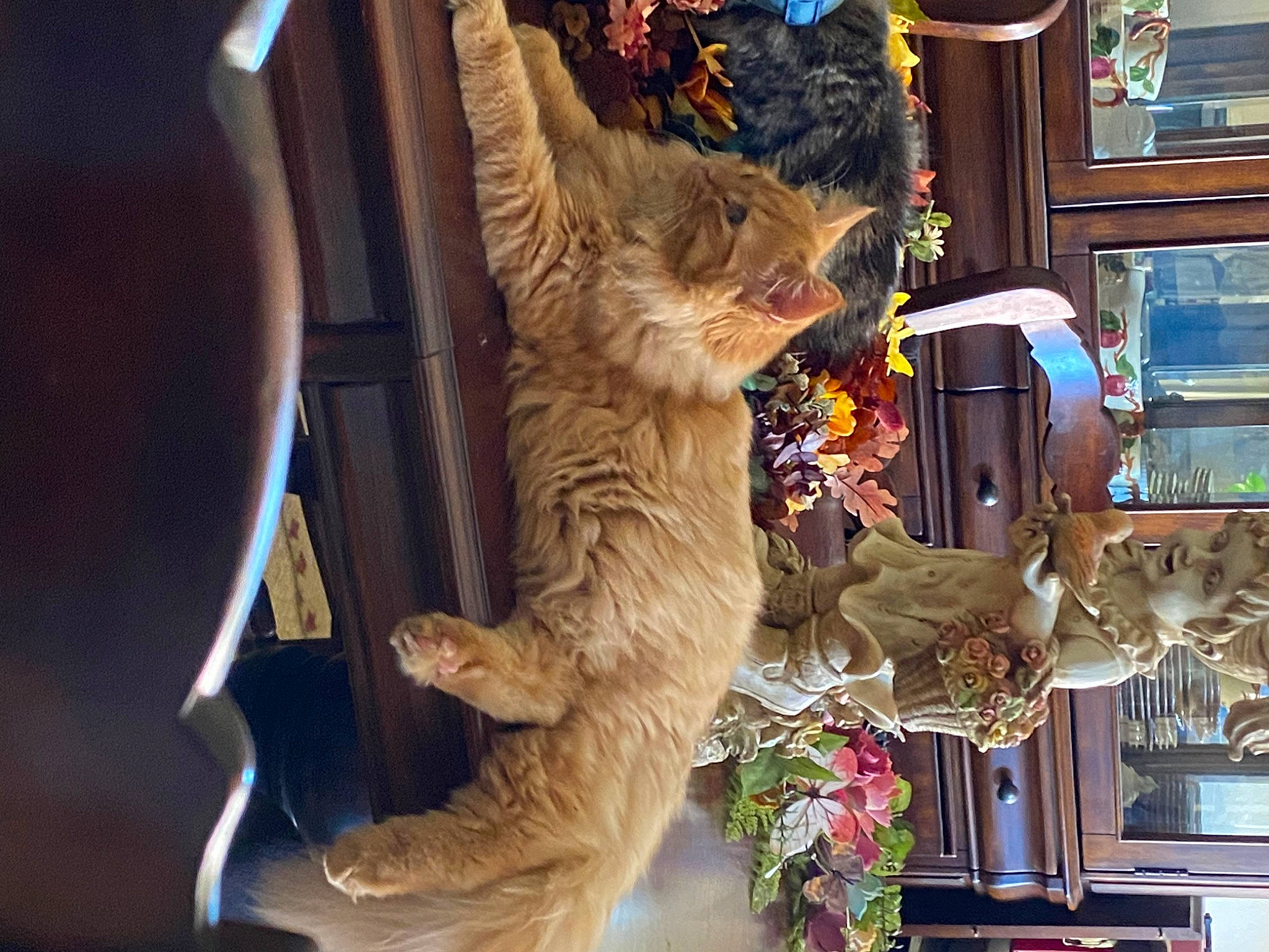 Bugsy joined the competition — help win amazing prizes! canidae, carnivore, cat, companion_dog, event, felidae, fun, fur, fur_clothing, natural_material, organism, plant, small_to_medium_sized_cats, sporting_group, tail, whiskers