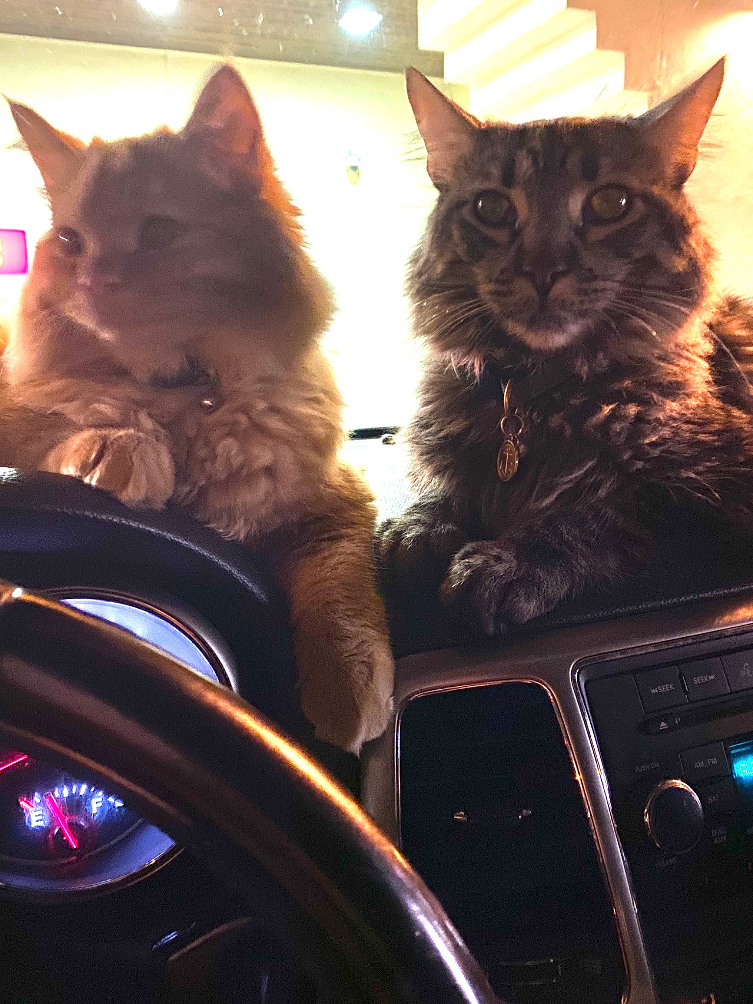 Bugsy is registered to the contest to win money with this photo: automotive_exterior, automotive_lighting, box, carnivore, cat, comfort, domestic_short_haired_cat, felidae, fur, light, motor_vehicle, orange, sitting, small_to_medium_sized_cats, snout, steering_wheel, tail, whiskers, window, windshield