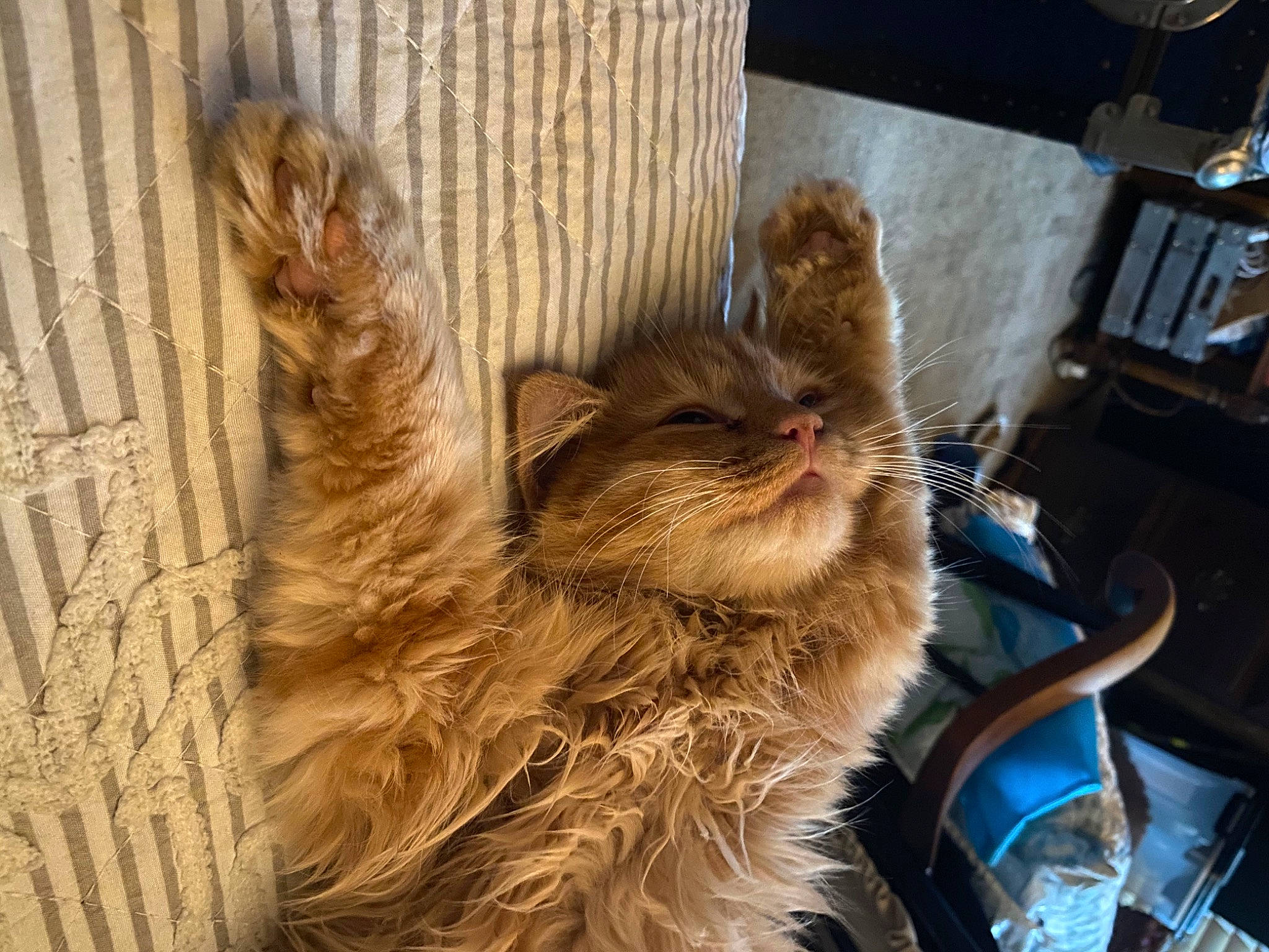 Bugsy joined the competition — help win amazing prizes! canidae, carnivore, cat, claw, companion_dog, dog_breed, domestic_short_haired_cat, fawn, feather, felidae, fur, metal, paw, small_to_medium_sized_cats, snout, sporting_group, tail, whiskers, wing, wood