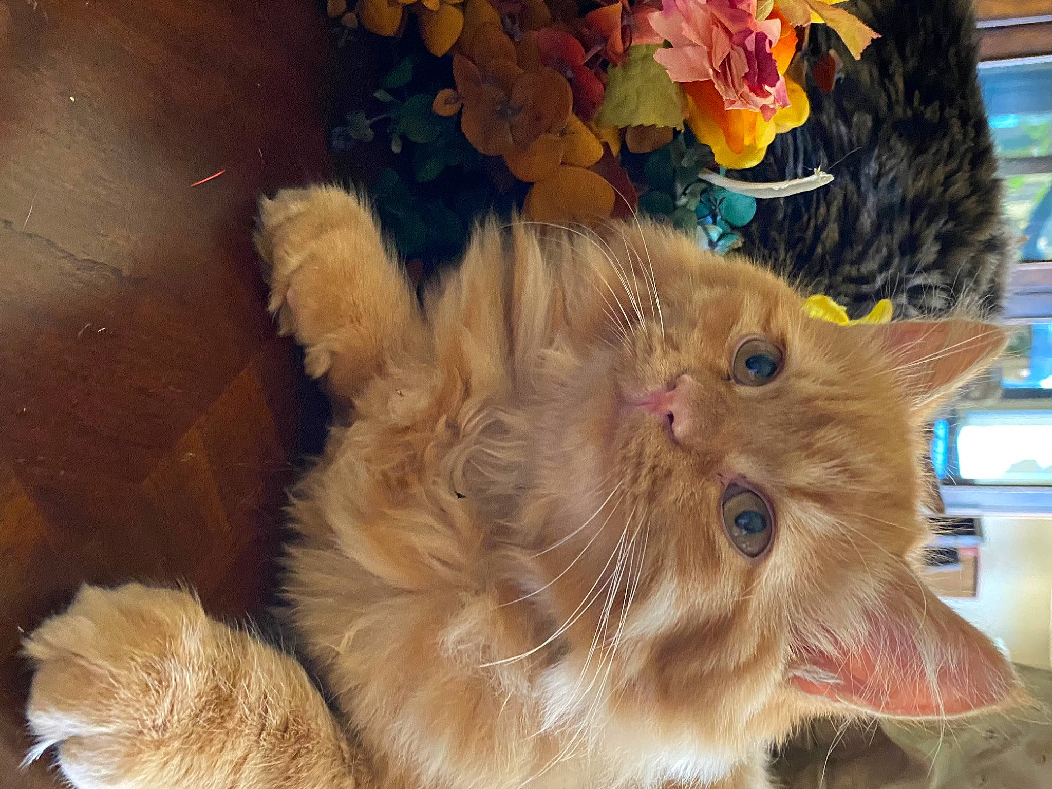 Bugsy is registered to the contest to win money with this photo: carnivore, cat, claw, fashion_accessory, fawn, felidae, fur, paw, small_to_medium_sized_cats, snout, tail, whiskers