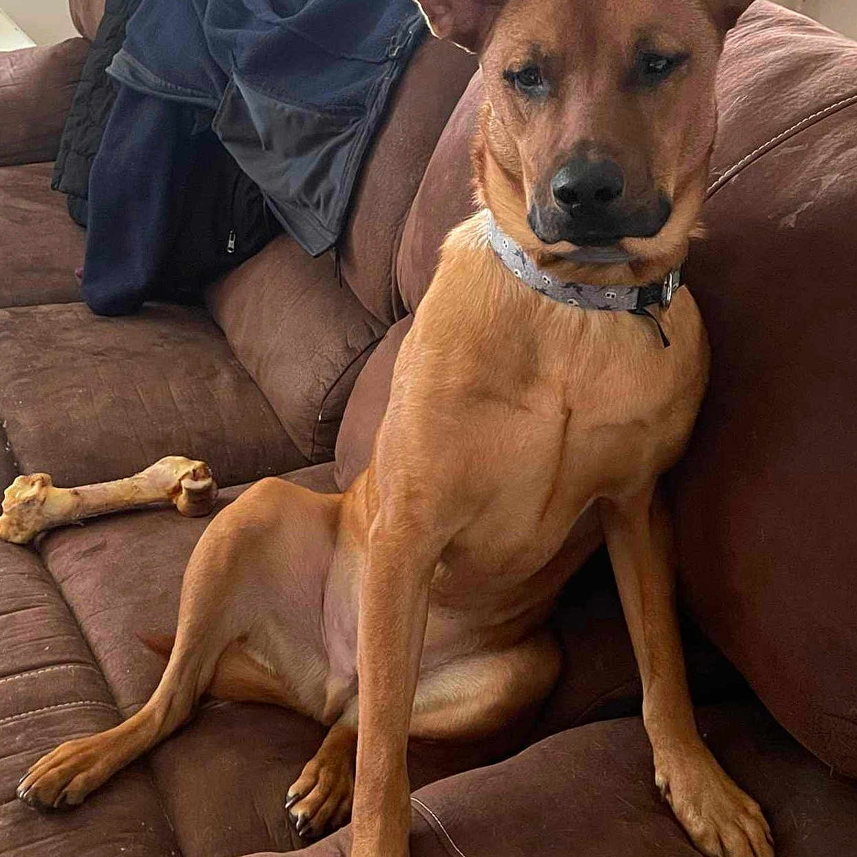 Chase is registered to the contest to win money with this photo: adult, animal, armchair, blanket, canine, chair, couch, cushion, dog, furniture, homedecor, hound, indoors, interiordesign, male, man, person, pet, puppy, snout