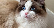 Penny is registered to the contest to win money with this photo: animal, blue_eyes, calm, cat, close_up, cute, domestic_cat, feline, fluffy, fur, indoor, mammal, pet, pink_nose, portrait, relaxed, resting, soft_texture, whiskers, wood_surface