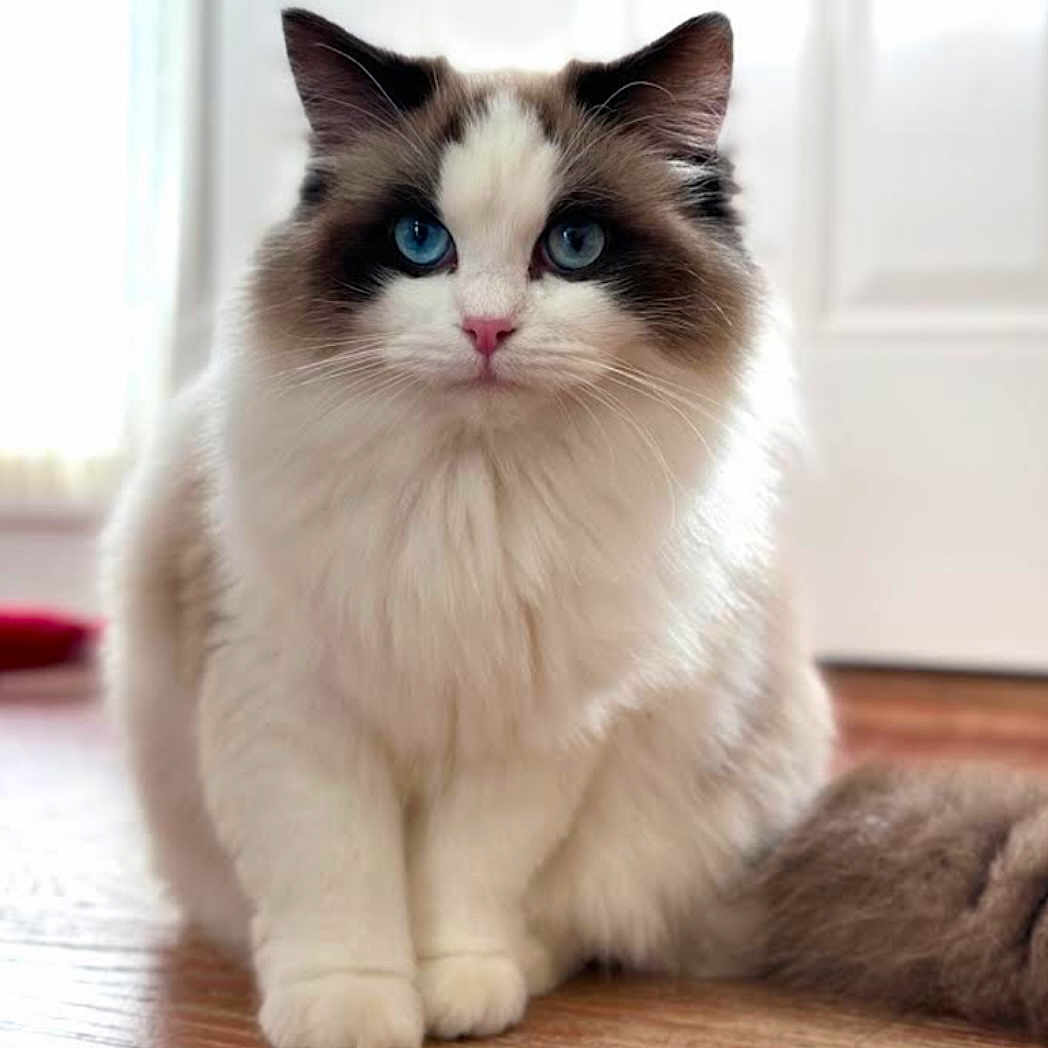 Penny is registered to the contest to win money with this photo: cat, fluffy, blue_eyes, sitting, indoor, wooden_floor, pet, feline, white_fur, brown_fur, long_hair, cute, domestic_animal, portrait, animal, whiskers, closeup, calm, house, furry_tail