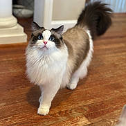 Penny joined the competition — help win amazing prizes! cat, fluffy, blue_eyes, indoor, wooden_floor, pet, curious, feline, tail, walking, house, domestic, animal, mammal, whiskers, ears, closeup, fur, cute, companion