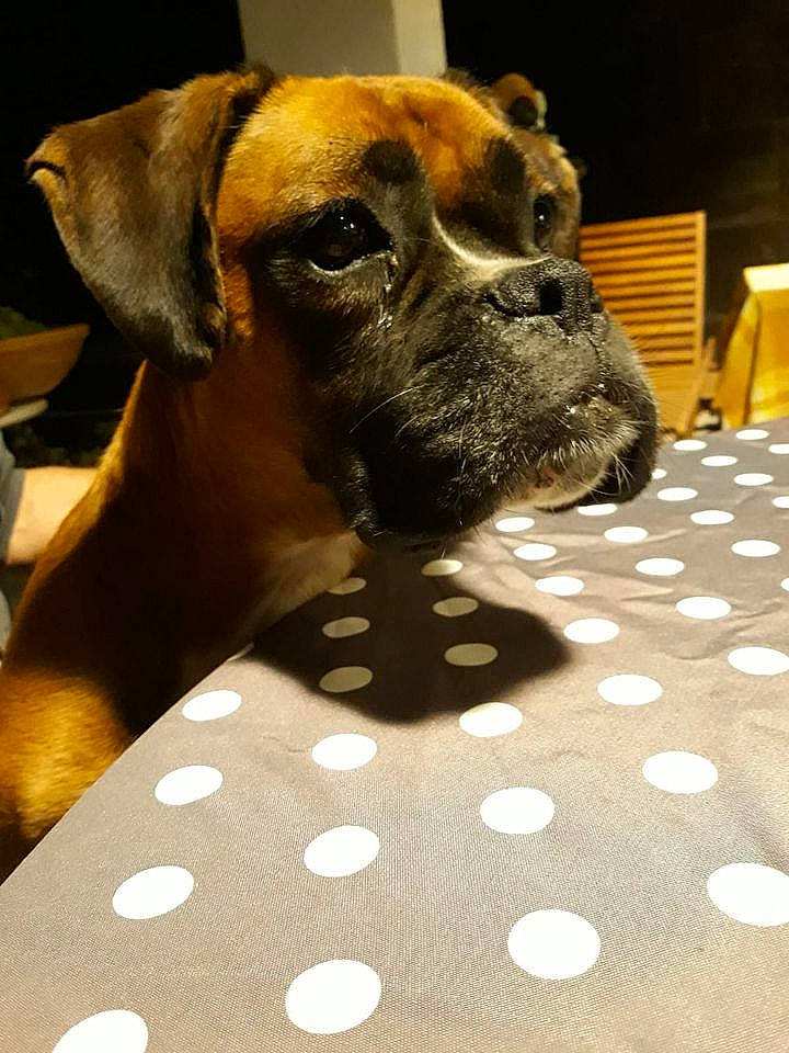 Nana a rejoint le concours — aidez-le/la à gagner de superbes lots ! boxer, carnivore, chair, collar, companion_dog, dog, dog_breed, dog_collar, dog_supply, fawn, flooring, liver, pattern, pet_supply, snout, sporting_group, terrestrial_animal, whiskers, working_animal, working_dog