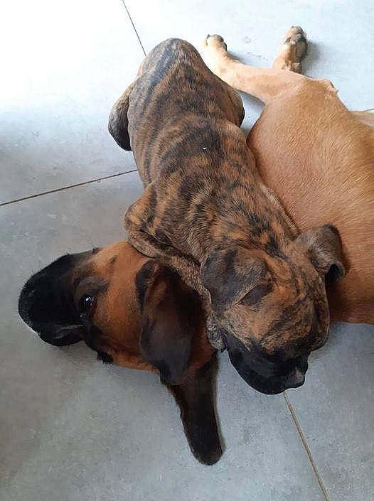 Nana a rejoint le concours — aidez-le/la à gagner de superbes lots ! canidae, cargo_pants, carnivore, cimarron_uruguayo, collar, companion_dog, dog, dog_breed, fawn, fur, guard_dog, liver, paw, snout, sporting_group, tail, terrestrial_animal, treeing_tennessee_brindle, whiskers, working_dog