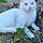 Albus