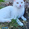 alert, animal, cartoon, cat, closeup, cute, daylight, fur, grass, greenery, mammal, nature, outdoor, pet, pink_nose, relaxing, sitting, sticker, whiskers, white_cat