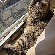 Noel joined the competition — help win amazing prizes! cat, tabby_cat, fur, whiskers, window, window_screen, sunlight, sunlit, indoor, curtain, windowsill, relaxing, pet, close_up, paws, tail, cozy, napping, stripes, home