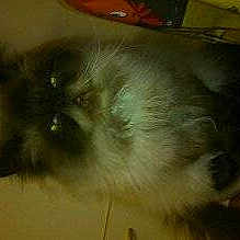 Farouk