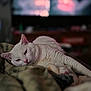Dot is registered to the contest to win money with this photo: cat, white_cat, sleeping, cozy, blanket, indoor, pet, fur, relaxed, animal, mammal, whiskers, pink_nose, ears, laying_down, soft_texture, blurred_background, television, home, comfort