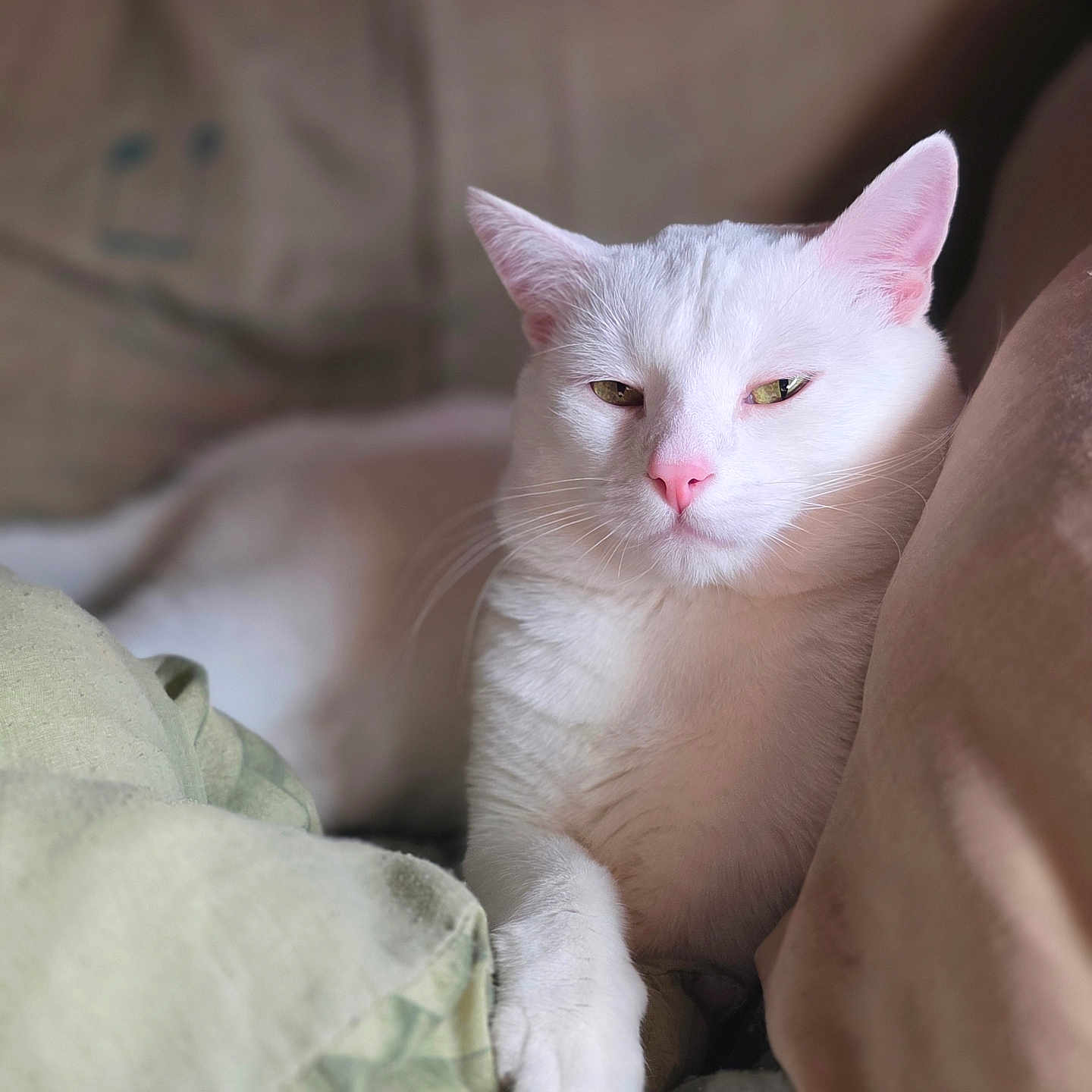 Dot is registered to the contest to win money with this photo: animal, blanket, cat, closeup, cozy, cushion, cute, domestic_animal, feline, fur, indoor, pet, pink_nose, portrait, relaxed, resting, sleepy, soft_light, whiskers, white_cat