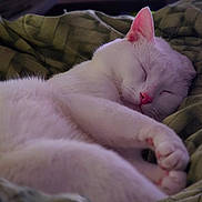 Dot is registered to the contest to win money with this photo: cat, white_cat, sleeping, nap, cozy, blanket, fur, pet, animal, indoor, closeup, pink_nose, relaxation, cute, whiskers, paw, soft, peaceful, resting, domestic_cat