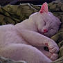 cat, white_cat, sleeping, nap, cozy, blanket, fur, pet, animal, indoor, closeup, pink_nose, relaxation, cute, whiskers, paw, soft, peaceful, resting, domestic_cat