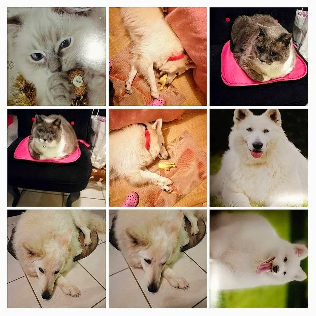 Clochette participe au concours pour gagner de l'argent avec cette photo : art, carnivore, cat, collage, companion_dog, dog, dog_breed, eyelash, fawn, felidae, fur, jaw, mammal, pet_supply, photo_caption, photograph, snout, vertebrate, whiskers, white