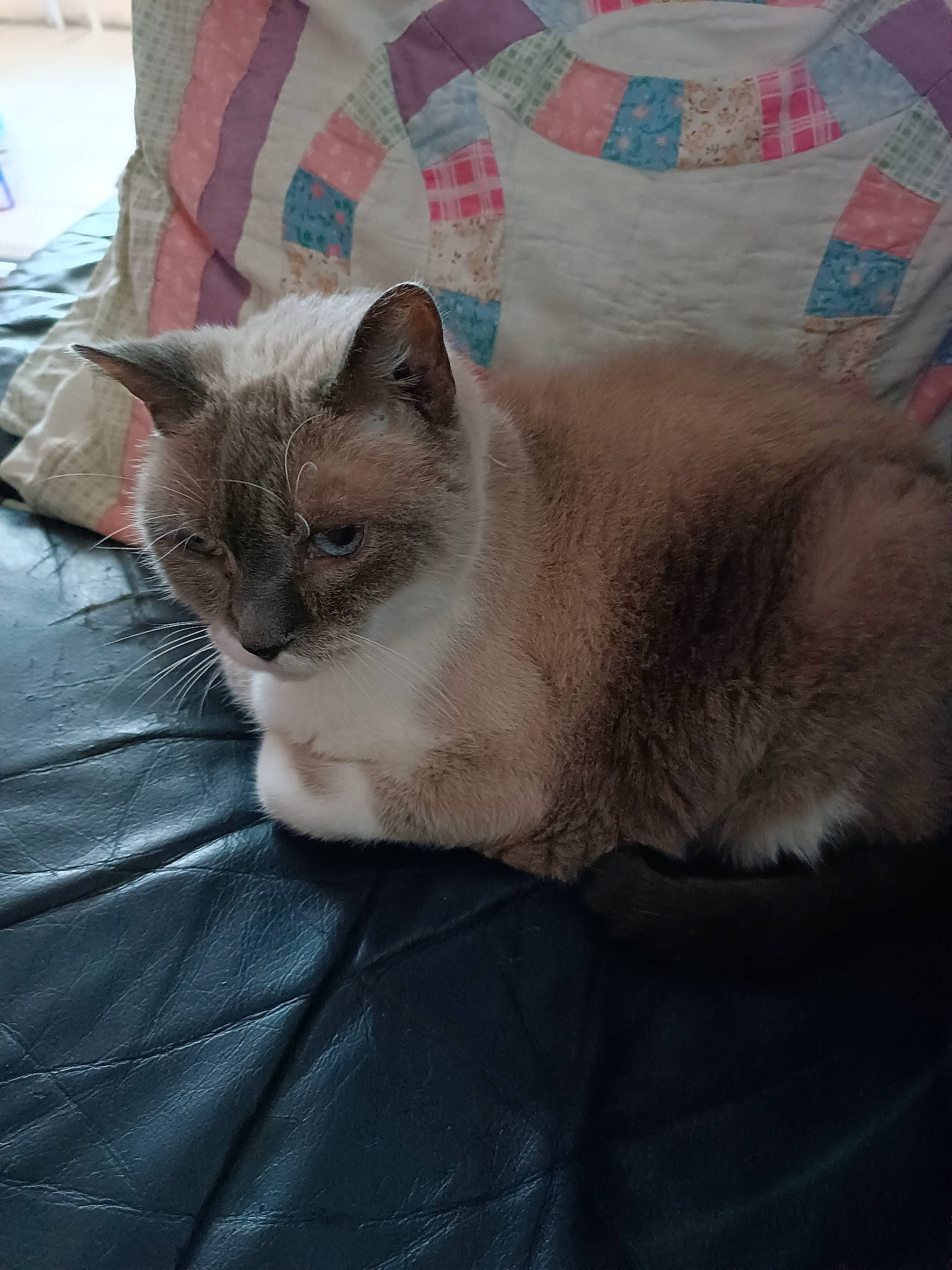 Clochette participe au concours pour gagner de l'argent avec cette photo : carnivore, cat, cat_supply, comfort, domestic_short_haired_cat, fawn, felidae, fur, grey, linens, nap, paw, sitting, sleep, small_to_medium_sized_cats, snout, tail, whiskers