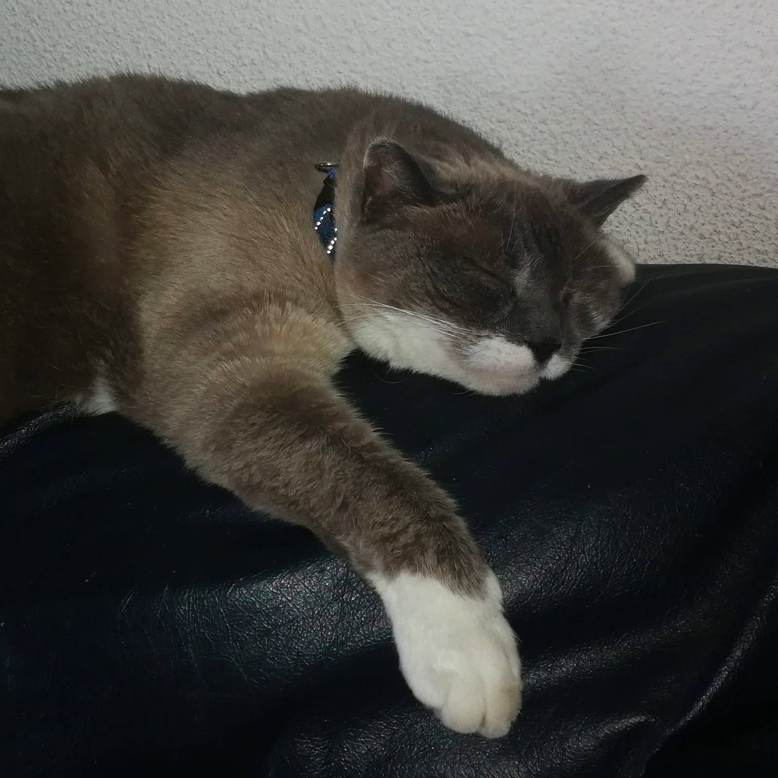 Clochette a rejoint le concours — aidez-le/la à gagner de superbes lots ! carnivore, cat, cat_supply, claw, comfort, domestic_short_haired_cat, felidae, fur, grey, nap, paw, small_to_medium_sized_cats, snout, tail, terrestrial_animal, whiskers