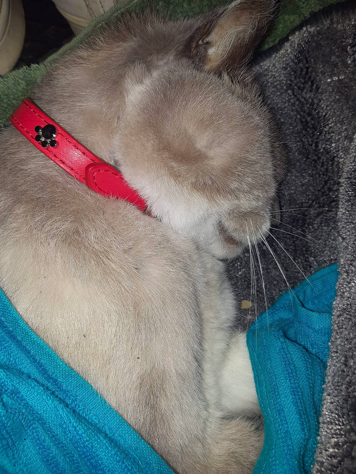 Clochette participe au concours pour gagner de l'argent avec cette photo : carnivore, cat, claw, comfort, domestic_short_haired_cat, ear, electric_blue, fawn, felidae, fur, grey, human_leg, nap, pattern, paw, sleep, small_to_medium_sized_cats, snout, tail, whiskers