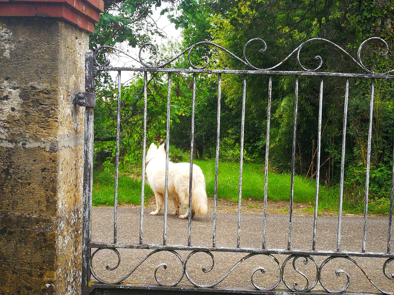 Hopkins participe au concours pour gagner de l'argent avec cette photo : canidae, carnivore, companion_dog, dog, dog_breed, fawn, fence, garden, grass, home_fencing, mesh, metal, pet_supply, plant, shrub, sporting_group, terrestrial_animal, tree, wood, working_animal