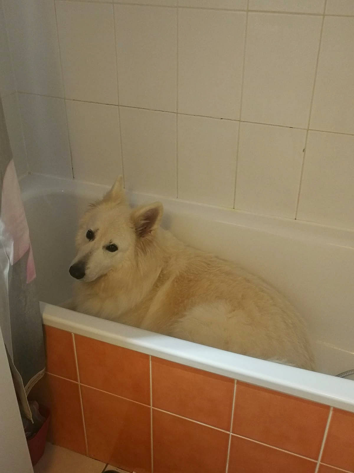 Hopkins a rejoint le concours — aidez-le/la à gagner de superbes lots ! bathroom, bathtub, canidae, carnivore, companion_dog, dog, dog_breed, fawn, felidae, floor, flooring, fluid, snout, sporting_group, tail, terrestrial_animal, tile, whiskers, wood, working_animal