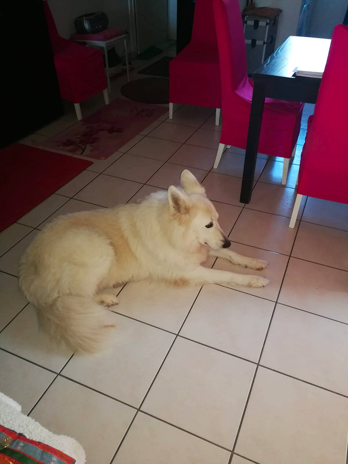 Hopkins a rejoint le concours — aidez-le/la à gagner de superbes lots ! cabinetry, carnivore, chair, companion_dog, dog, dog_breed, fawn, felidae, floor, flooring, fur, hardwood, paw, snout, spitz, tail, volpino_italiano, whiskers, wood, working_animal