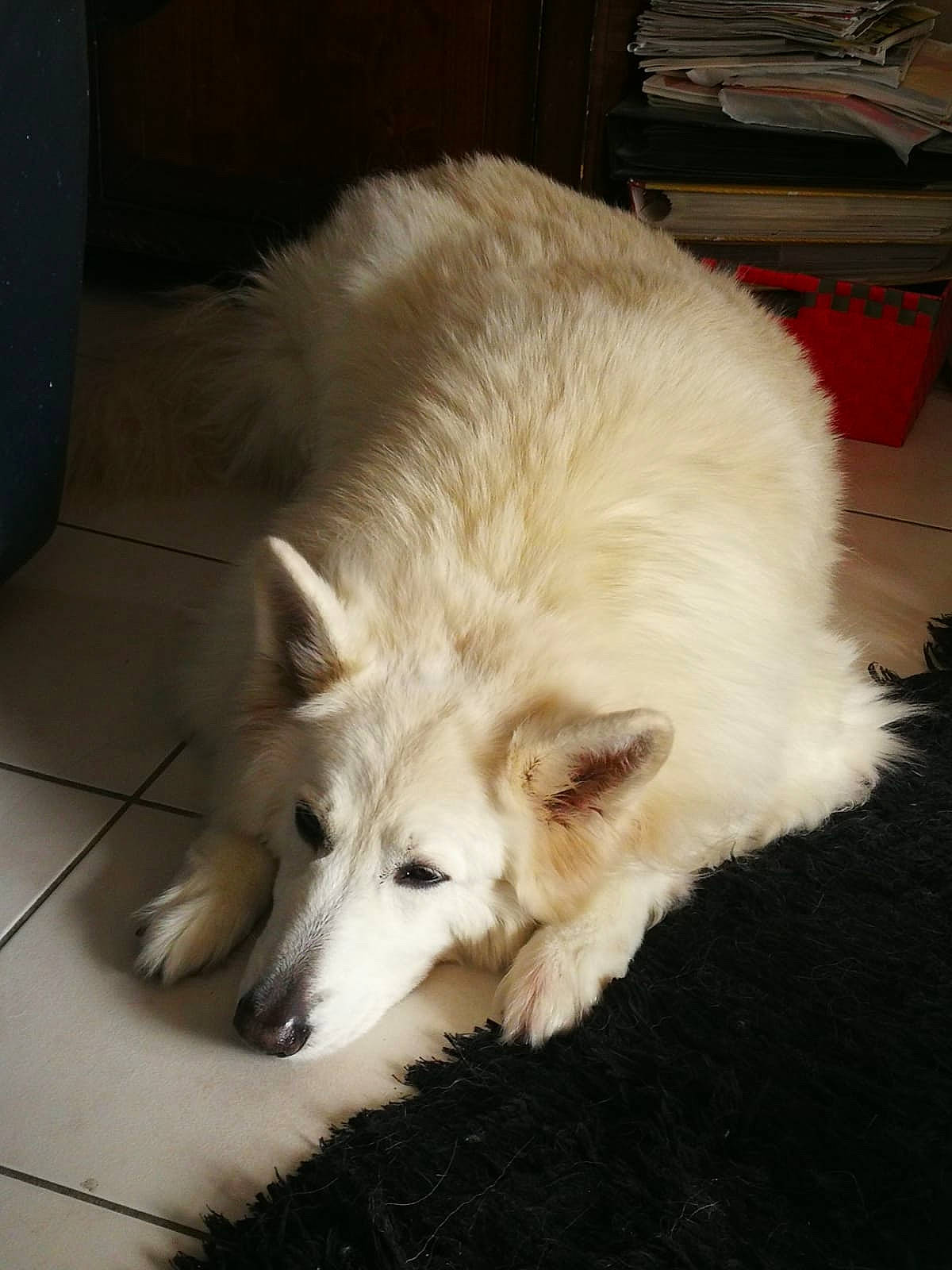 Hopkins participe au concours pour gagner de l'argent avec cette photo : american_eskimo_dog, canidae, canis, carnivore, companion_dog, dog, dog_breed, fur, german_spitz_mittel, non_sporting_group, samoyed, snout, spitz, sporting_group, whiskers, working_dog