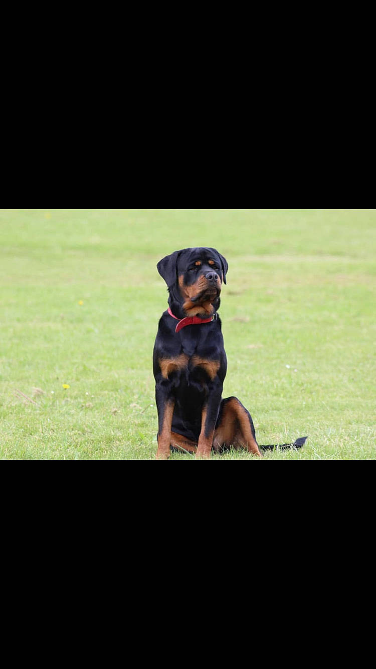 Taïro a rejoint le concours — aidez-le/la à gagner de superbes lots ! austrian_black_and_tan_hound, black_and_tan_terrier, canidae, carnivore, companion_dog, dobermann, dog, dog_breed, german_pinscher, grass, guard_dog, huntaway, hunting_dog, mammal, pinscher, rottweiler, sporting_group, tyrolean_hound, vertebrate, working_dog