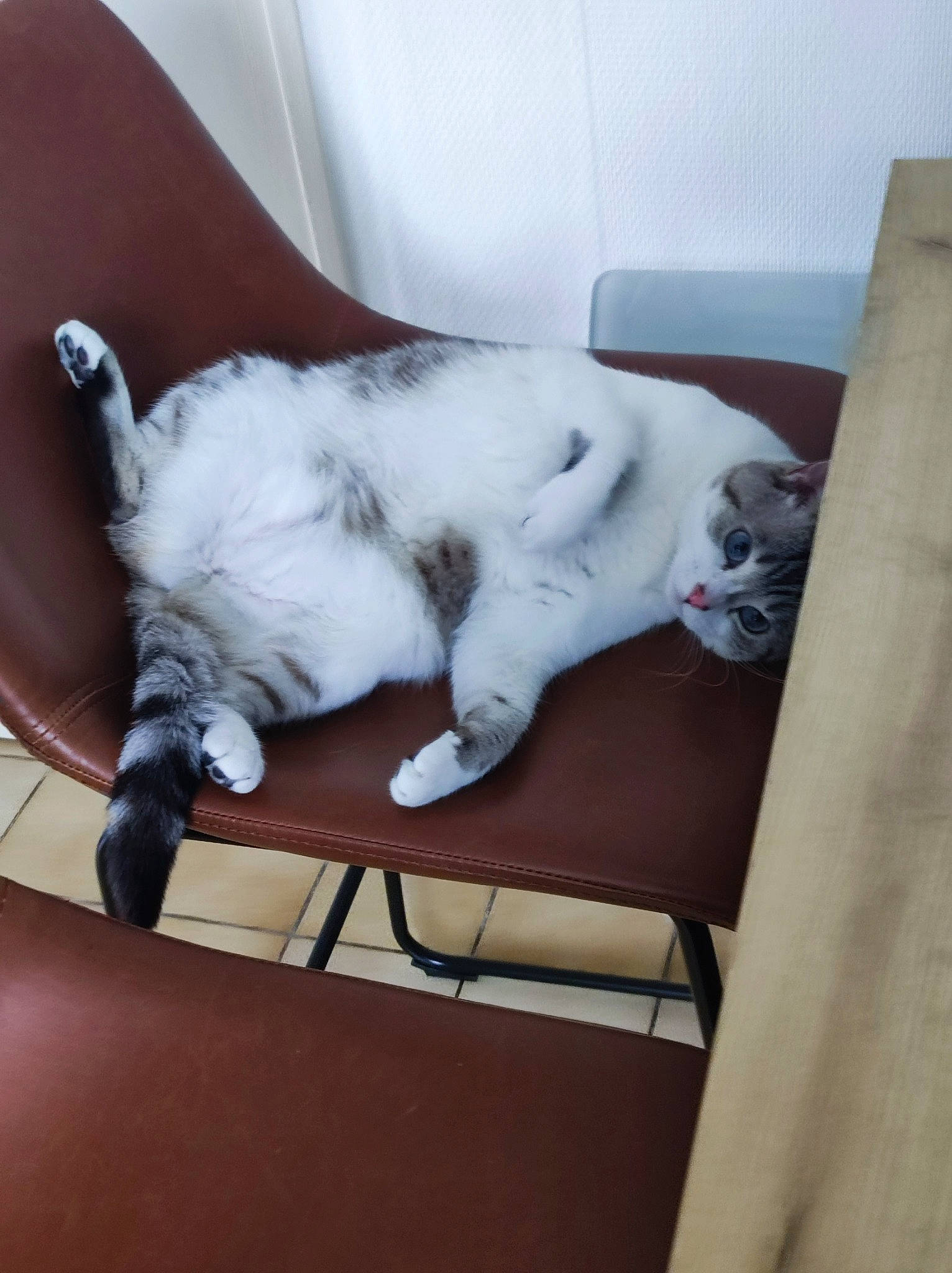 Ruby participe au concours pour gagner de l'argent avec cette photo : carnivore, cat, chair, comfort, couch, domestic_short_haired_cat, felidae, fur, furniture, grey, hardwood, mammal, paw, room, small_to_medium_sized_cats, table, tail, vertebrate, whiskers, wood