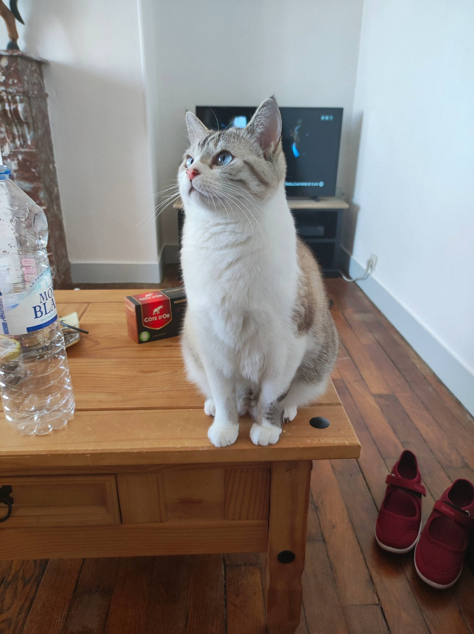 Ruby participe au concours pour gagner de l'argent avec cette photo : bottle, carnivore, cat, domestic_short_haired_cat, drawer, felidae, flooring, fur, furniture, grey, hardwood, room, small_to_medium_sized_cats, snout, table, tail, water_bottle, whiskers, wood, wood_stain