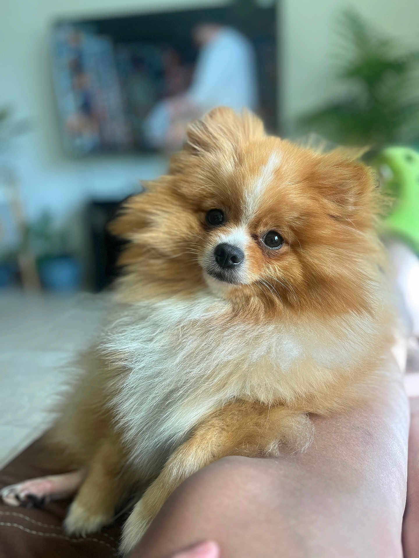 Lia is registered to the contest to win money with this photo: animal, blurred_background, brown, companionship, cute, cute_pet, dog, domestic, fluffy, friendly, fur, indoor, leg, person, pet, pomeranian, portrait, relaxing, small_dog, white