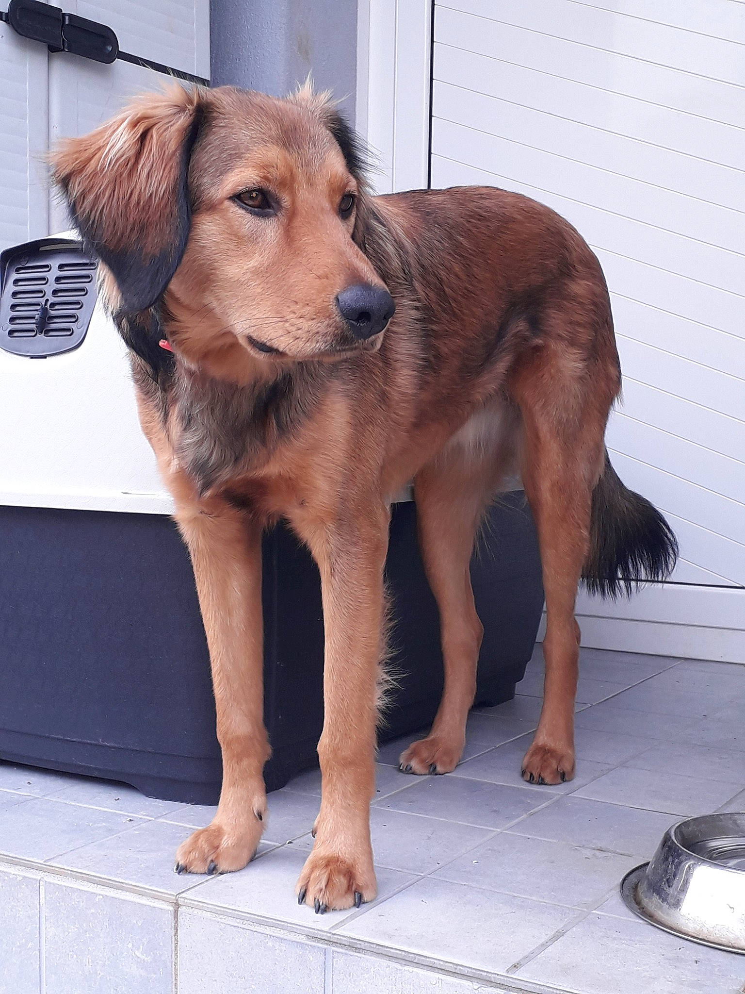 Maya participe au concours pour gagner de l'argent avec cette photo : canidae, carnivore, companion_dog, dog, dog_breed, fawn, golden_retriever, mammal, rare_breed_dog, sporting_group, street_dog, styrian_coarse_haired_hound, vertebrate